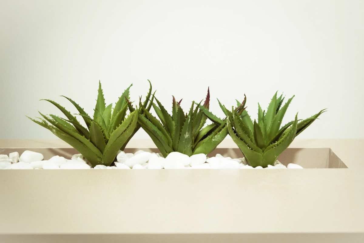 Aloe rosmarino
