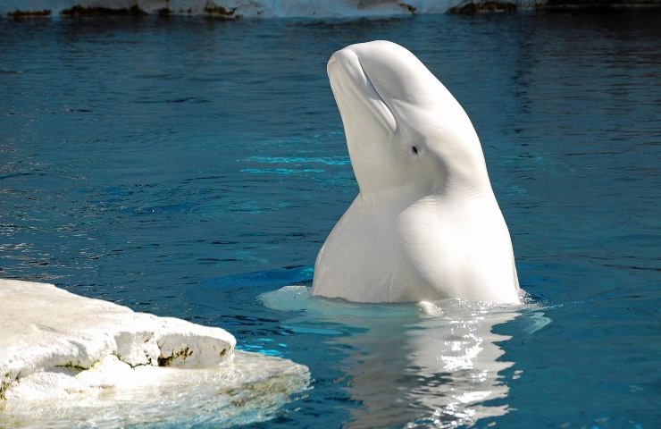 Che gesto della balena bianca!
