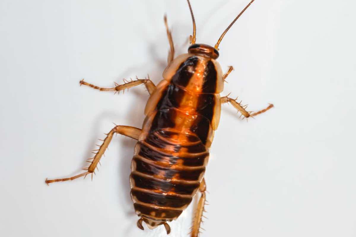 Blatte scarafaggi