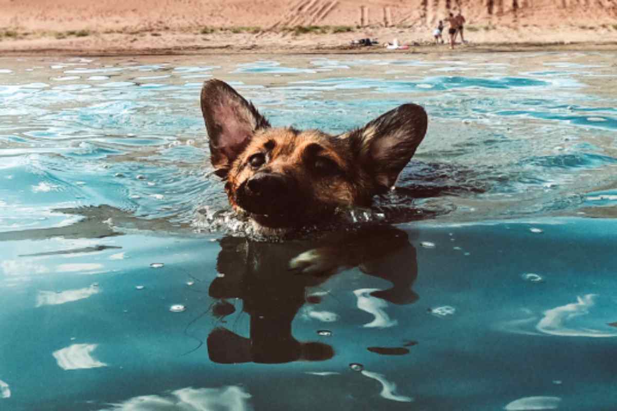 Cane soccorre padrona mare