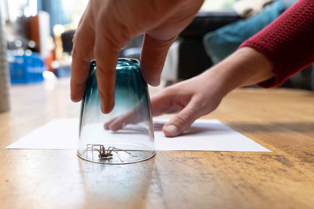 Come eliminare per sempre ragni casa
