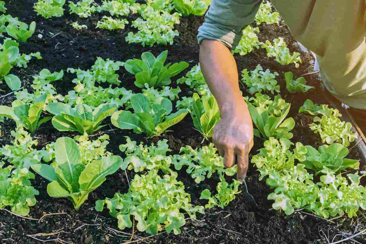 Fertilizzante naturale come prepararlo