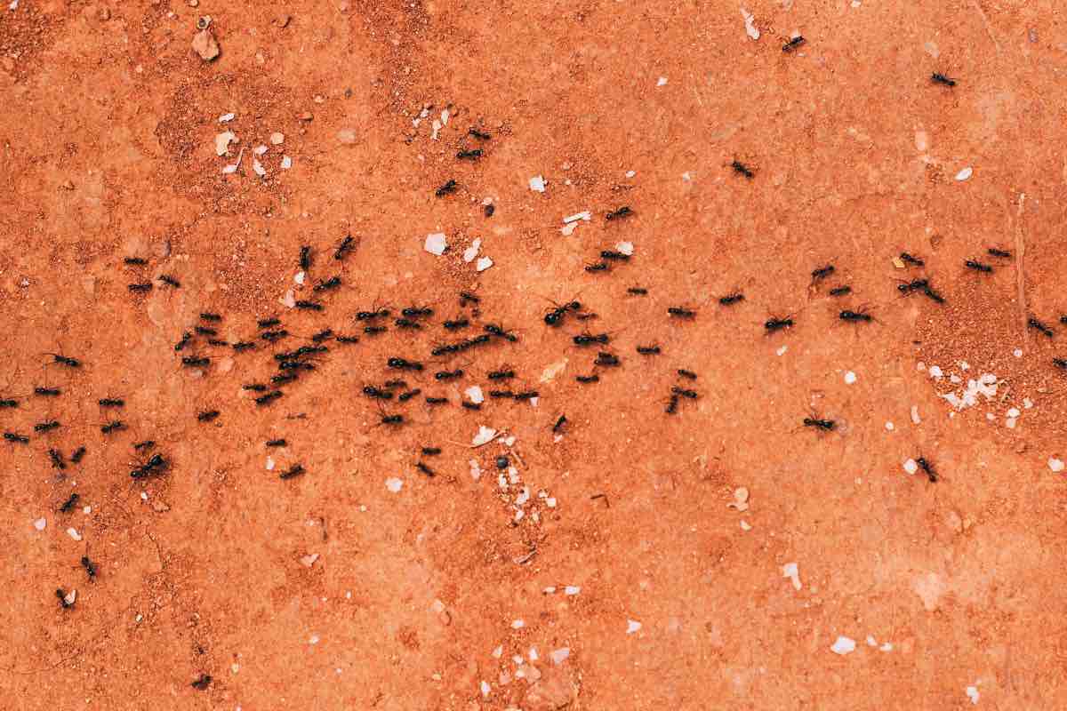 Formiche sul balcone, come allontanare velocemente