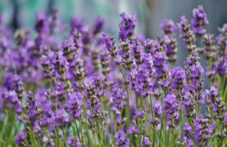 Lavanda allontana zanzare