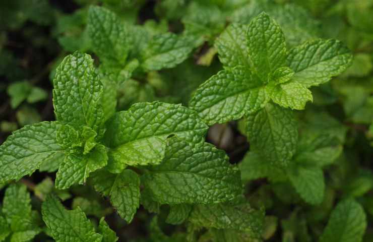 Scarafaggi rimedi naturali casa