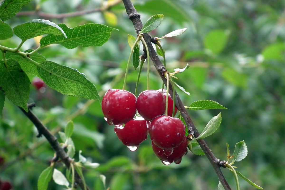 Nocciolo ciliegie toglierlo con facilità