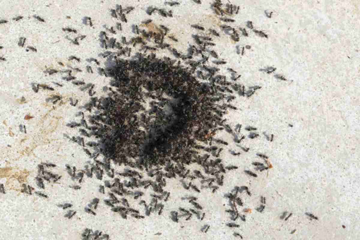 Tecniche naturali anti-formiche