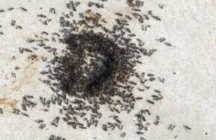 Tecniche naturali anti-formiche