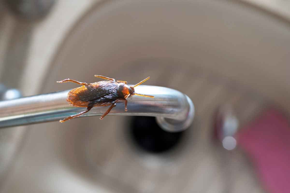 Scarafaggi casa tenerli lontani come fare