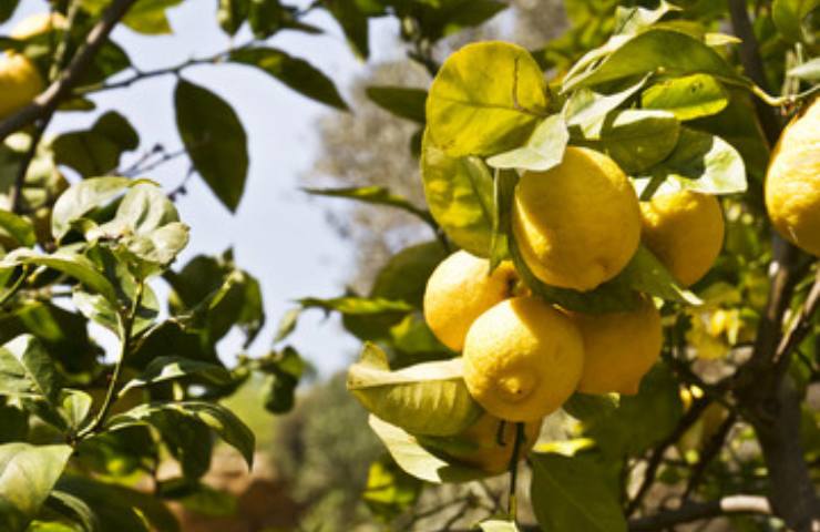Sorbetto al limone siciliano, la preparazione