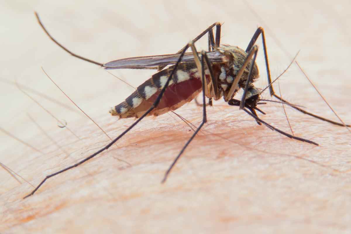 Punture zanzara soggetti colpiti maggiormente