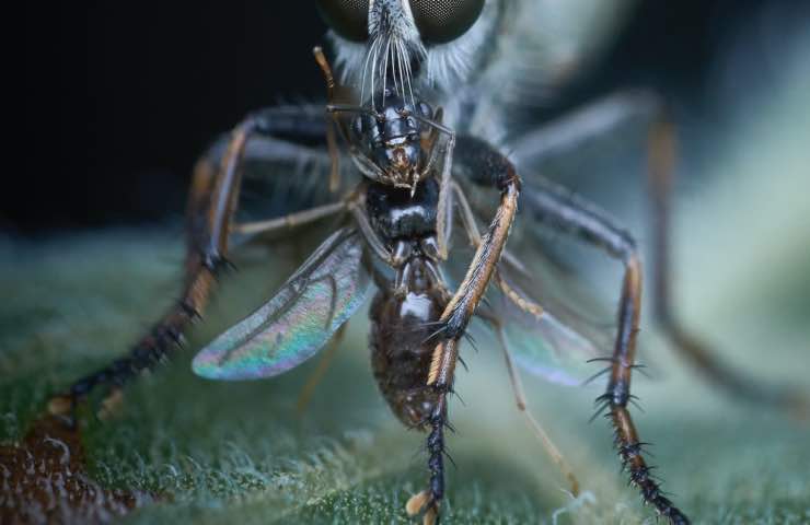 Zanzare insetti punture
