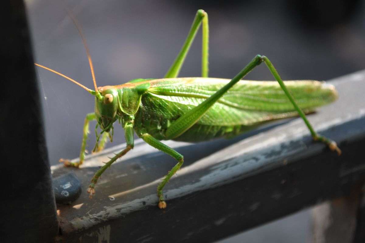 cavallette balcone ecco i metodi naturali