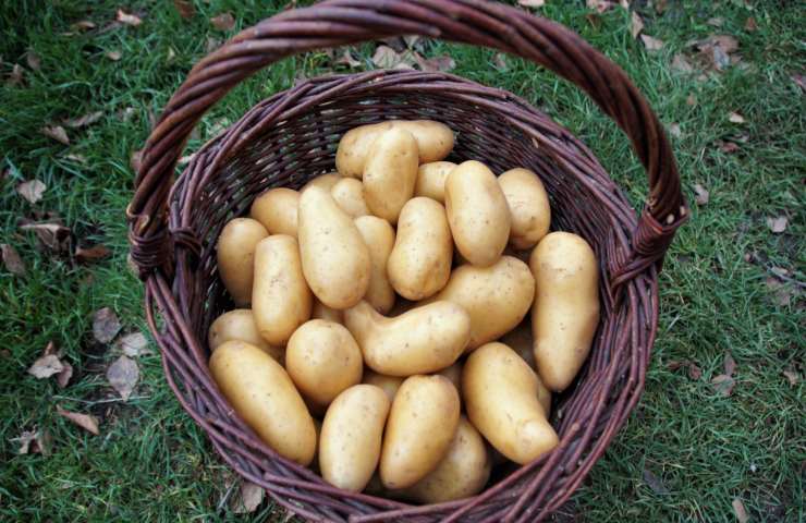 Cosa evitare per rovinare le patate?