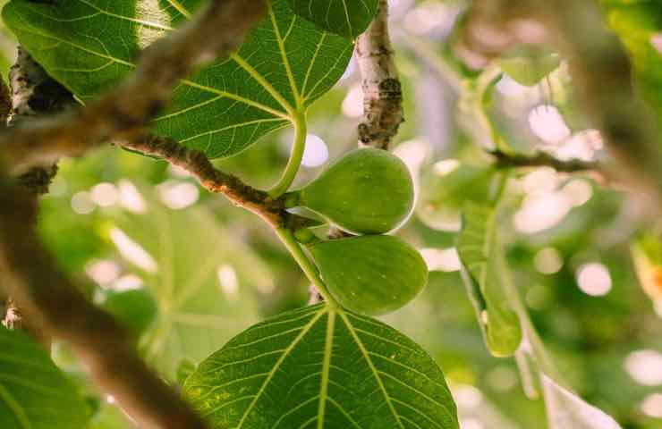 Stagione fichi