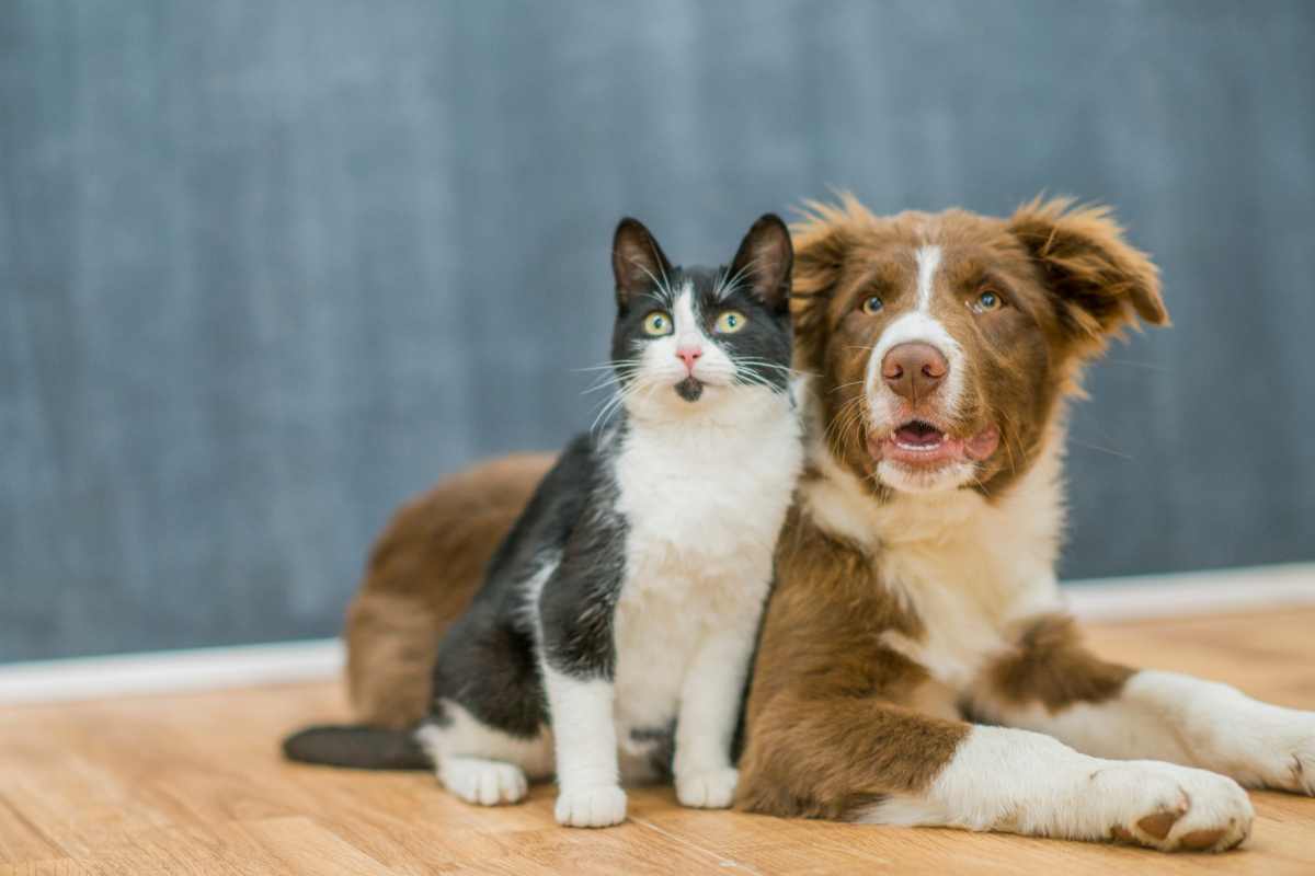 Pulire casa presenza cani gatti