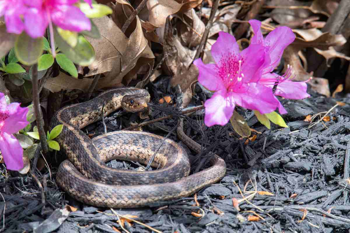 Addio serpenti dal giardino