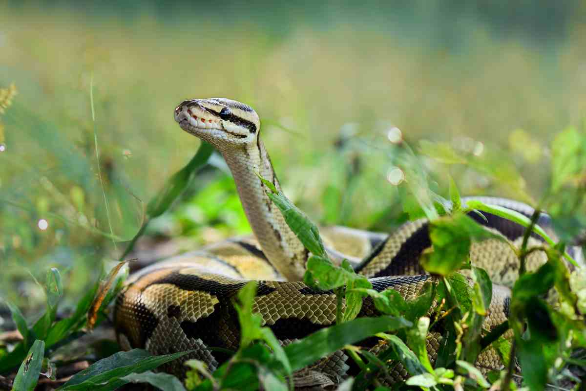 Addio serpenti dal giardino