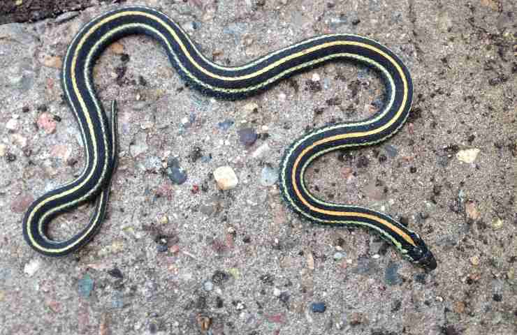 Addio serpenti dal giardino