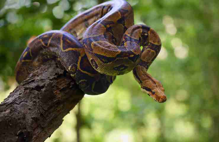 Addio serpenti dal giardino