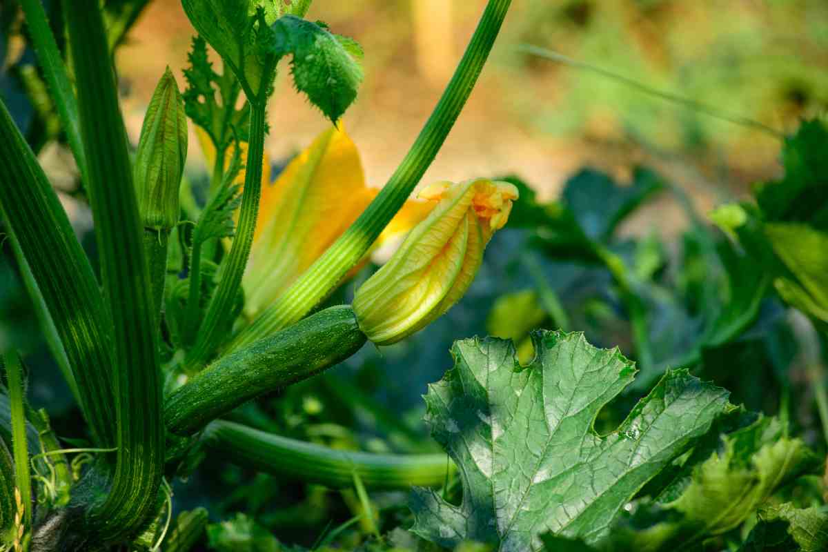 Perché zucchine diventano amare