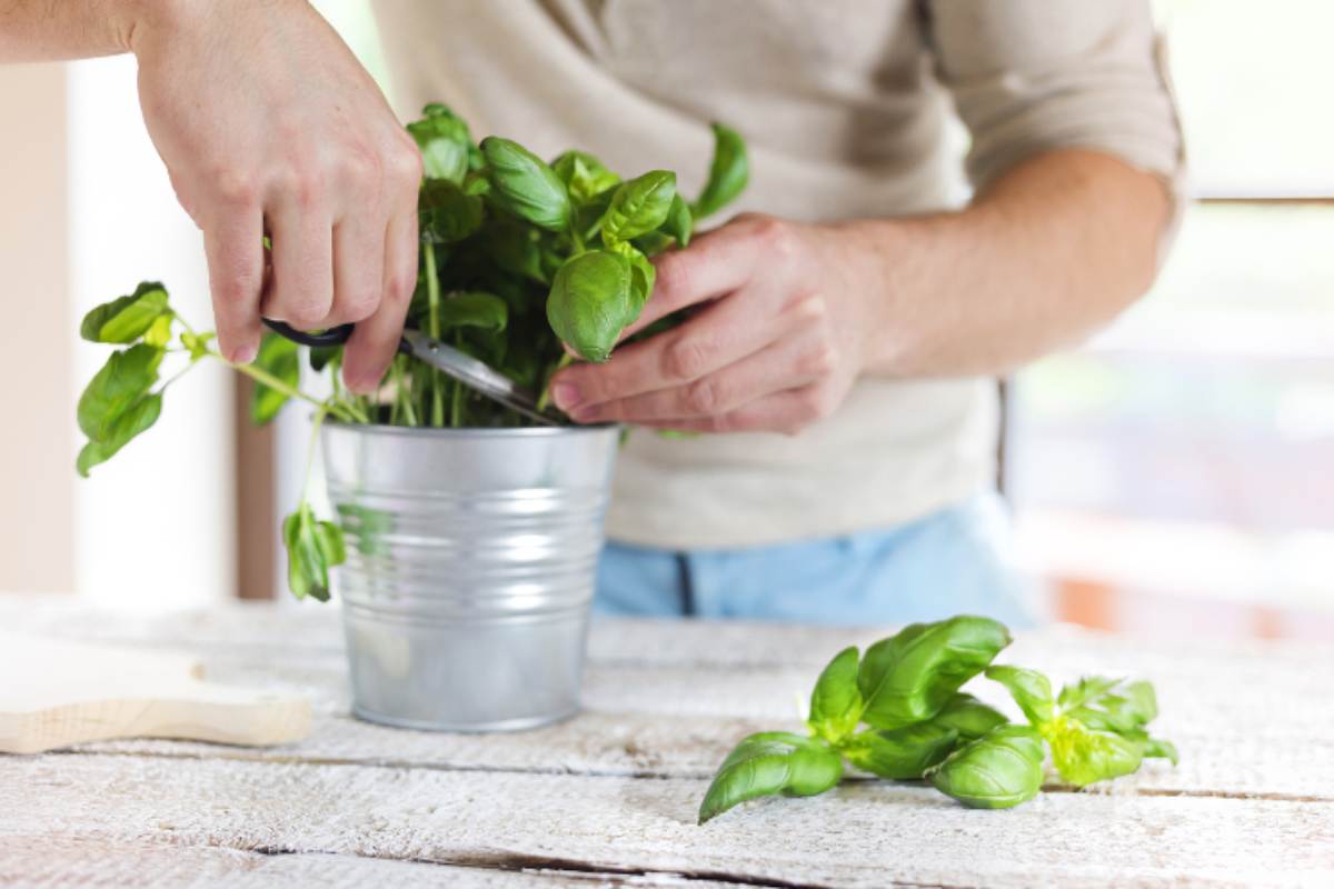 basilico come profumatore per vestiti