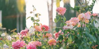 come moltiplicare pianta di rose