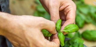basilico sott'olio ricetta
