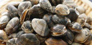 come spurgare le vongole facilmente