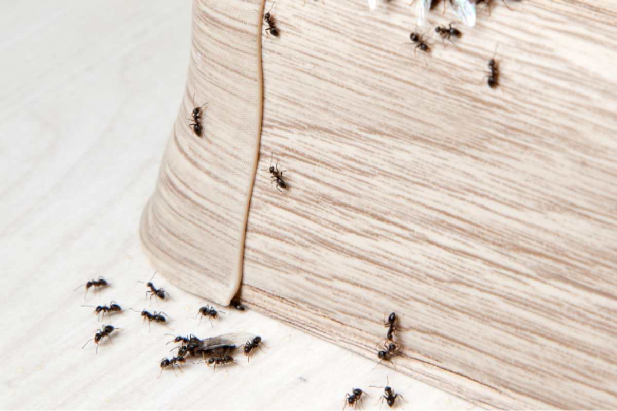 rimedio contro le formiche