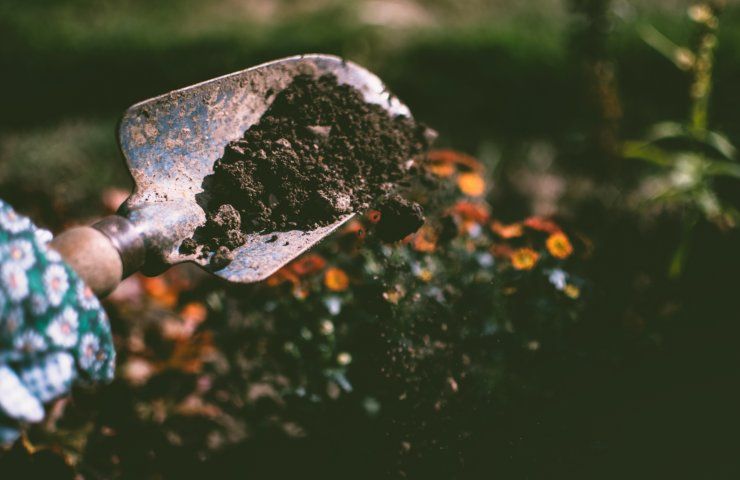 Trucco per nutrire le piante