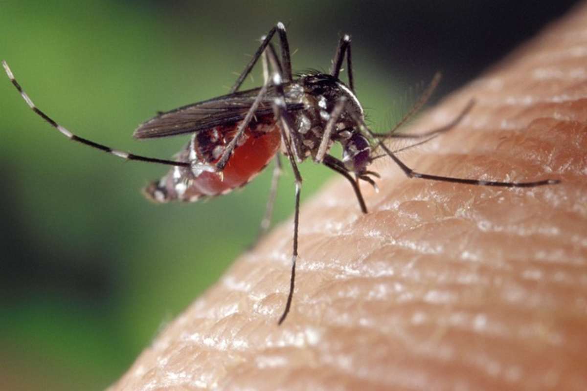 Dengue, aumentano in Italia