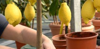 come coltivare limone in vaso