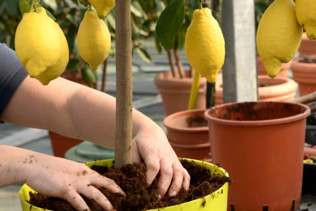 come coltivare limone in vaso