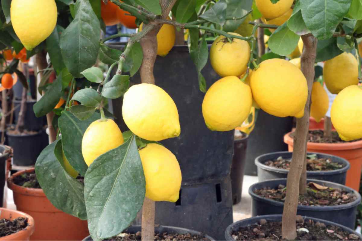 come coltivare limoni