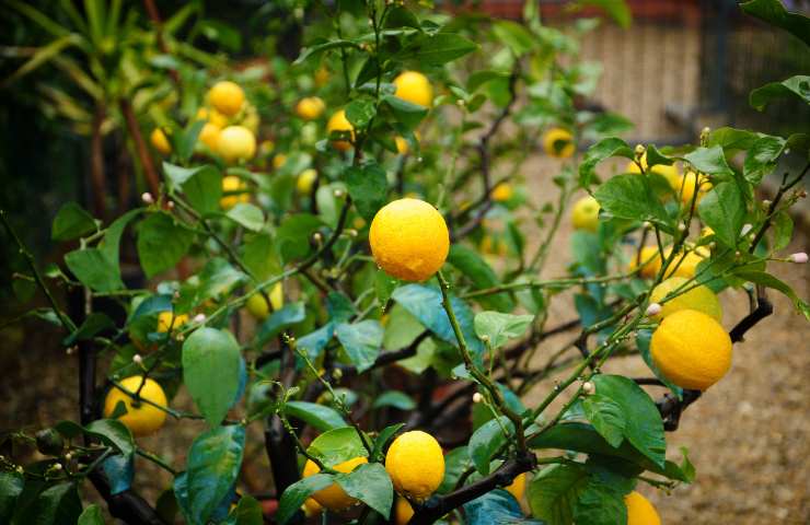 pianta di limoni che cure necessità